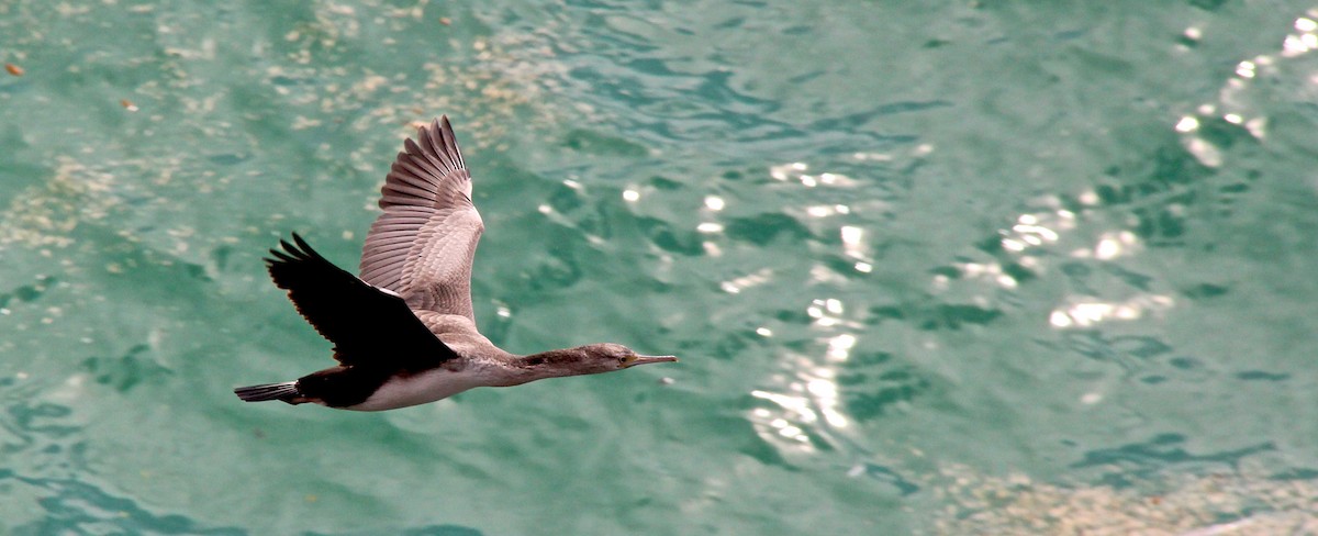 Spotted Shag - ML34961821