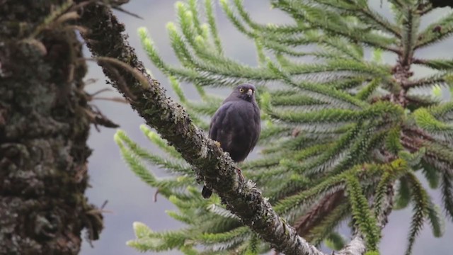 White-rumped Hawk - ML349618731