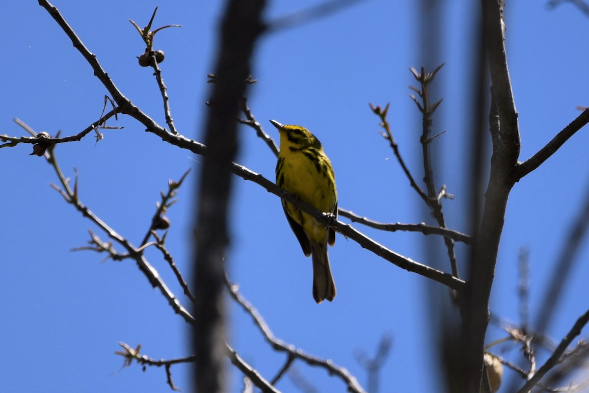 Prairie Warbler - ML349619111