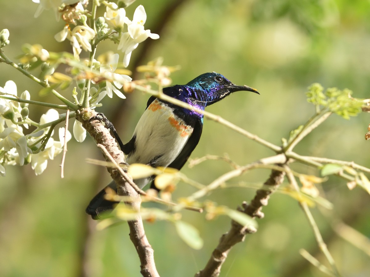 Variable Sunbird (White-bellied) - ML349620311