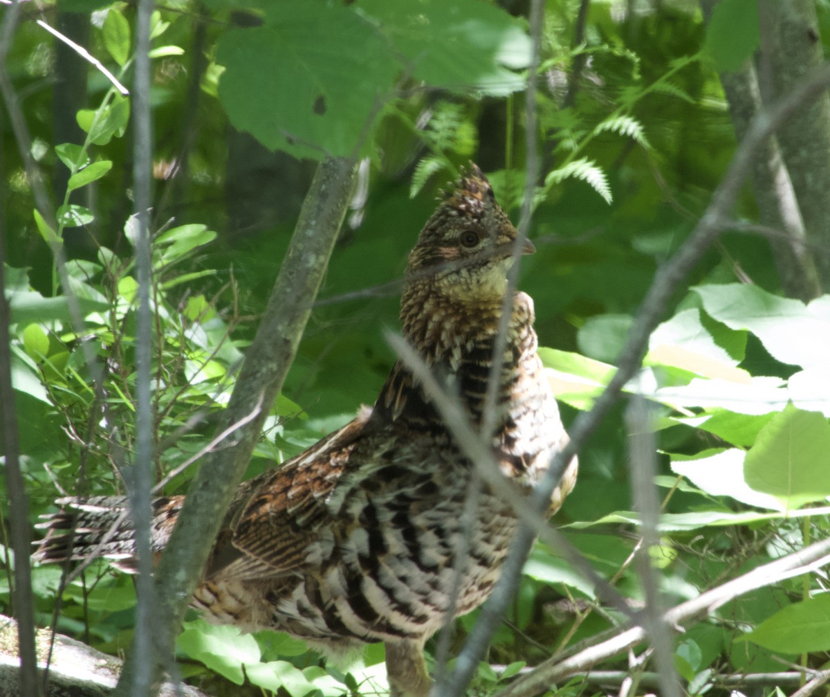 Ruffed Grouse - Frances Clapp