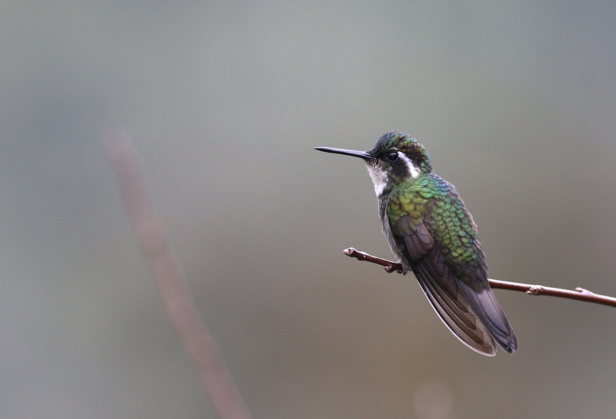 White-throated Mountain-gem - Theo Staengl