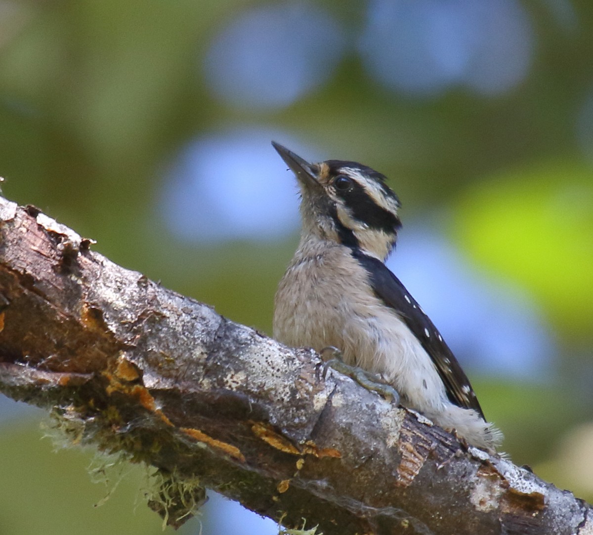 Downy Woodpecker - Greg Gillson