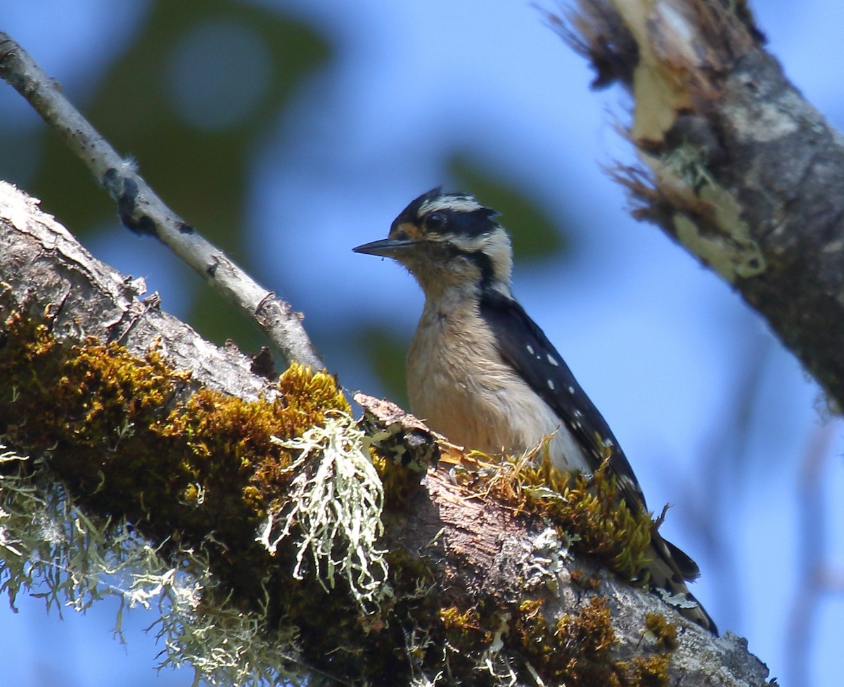 Downy Woodpecker - ML349622351