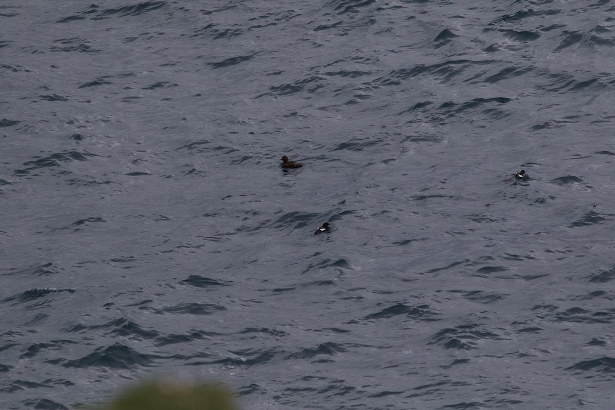 Black Guillemot - ML349622501