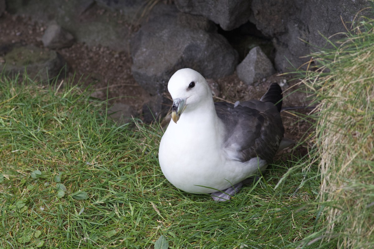 Fulmar boréal - ML349622811