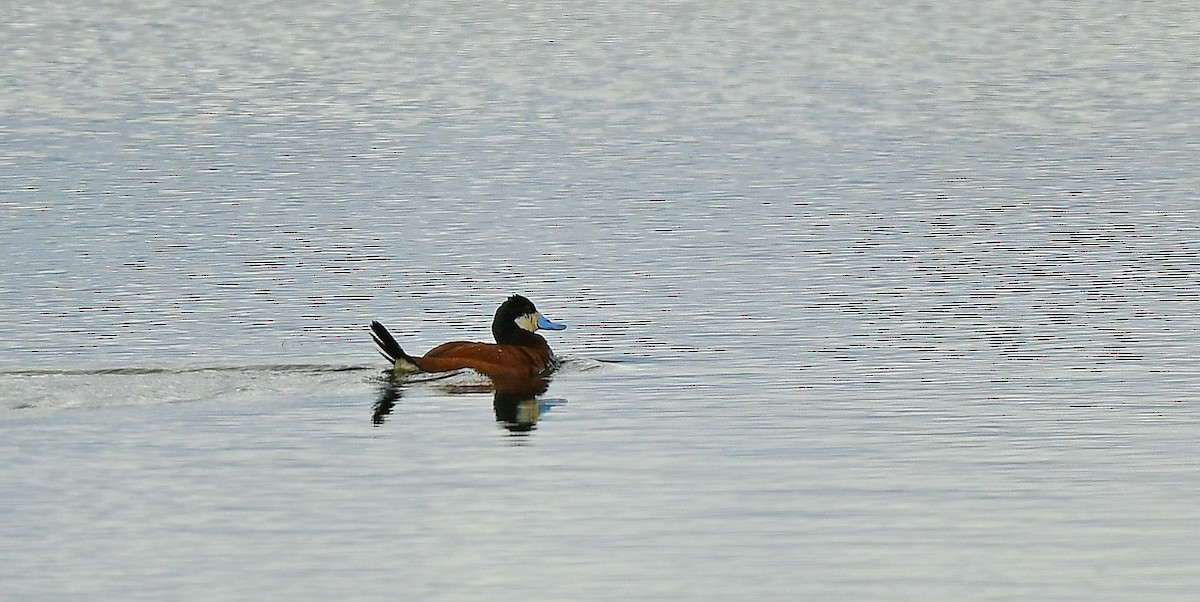 Ruddy Duck - ML349623081