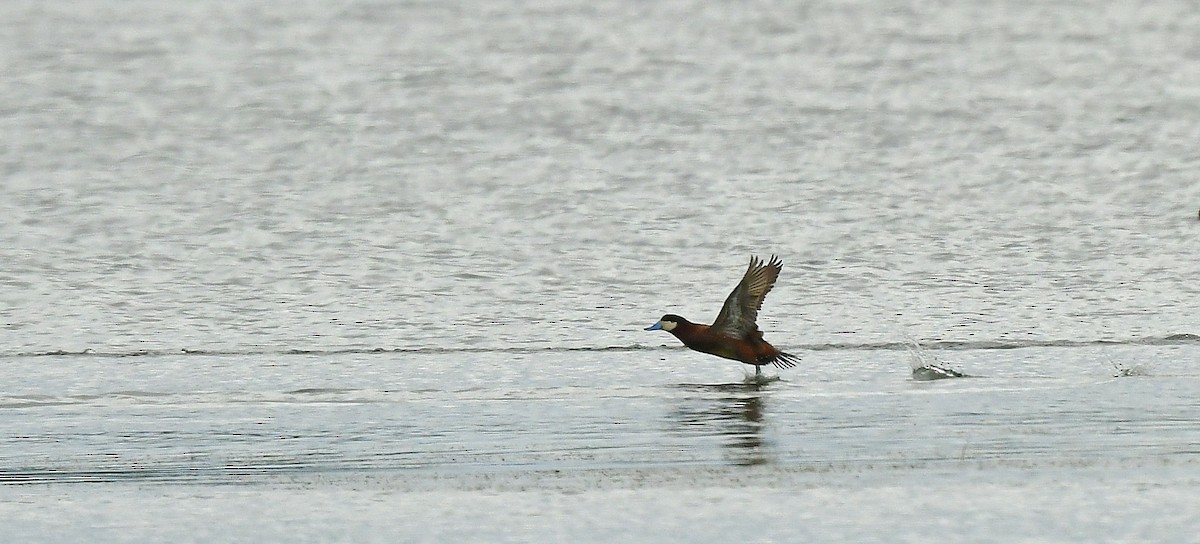 Ruddy Duck - François Hamel