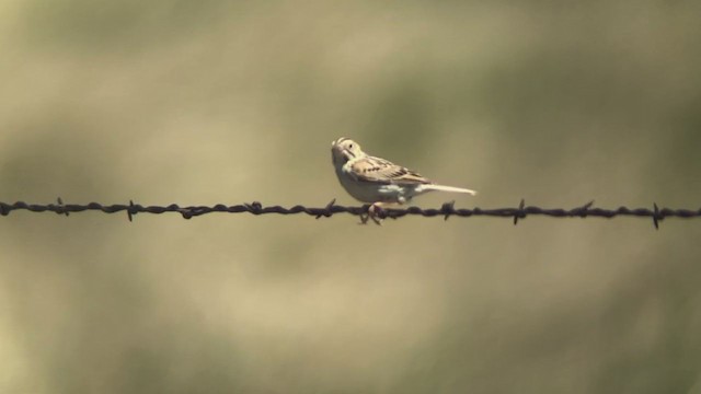 Baird's Sparrow - ML349623971