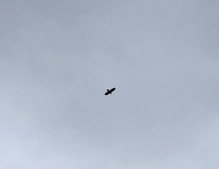 Common Raven - ML349625131