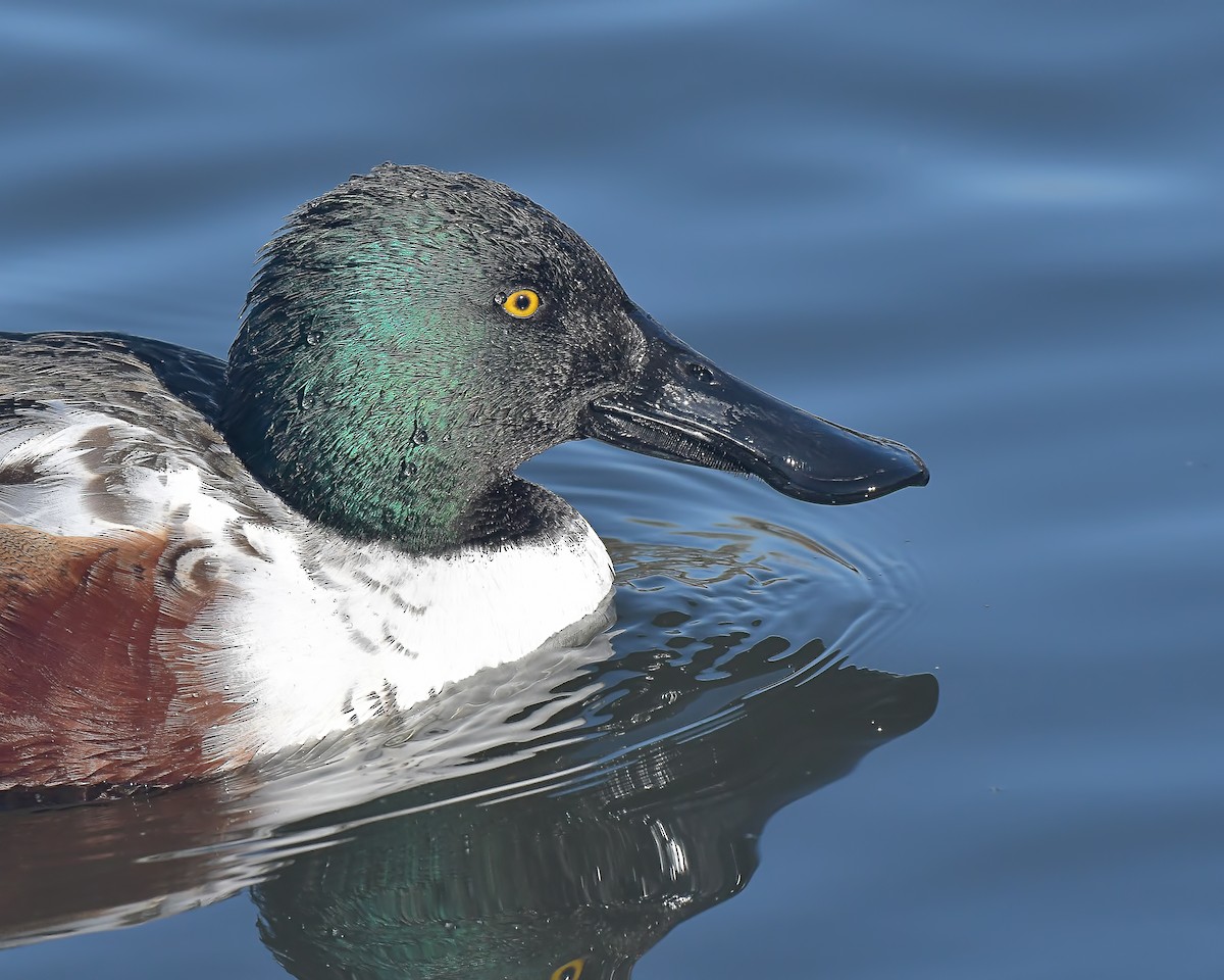 Northern Shoveler - Ed McAskill