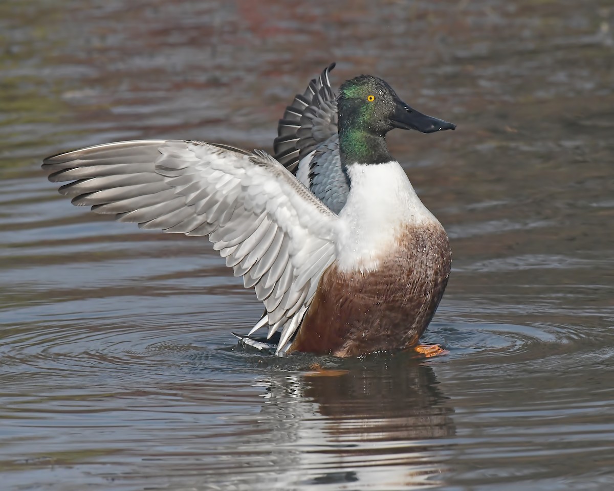 Northern Shoveler - Ed McAskill