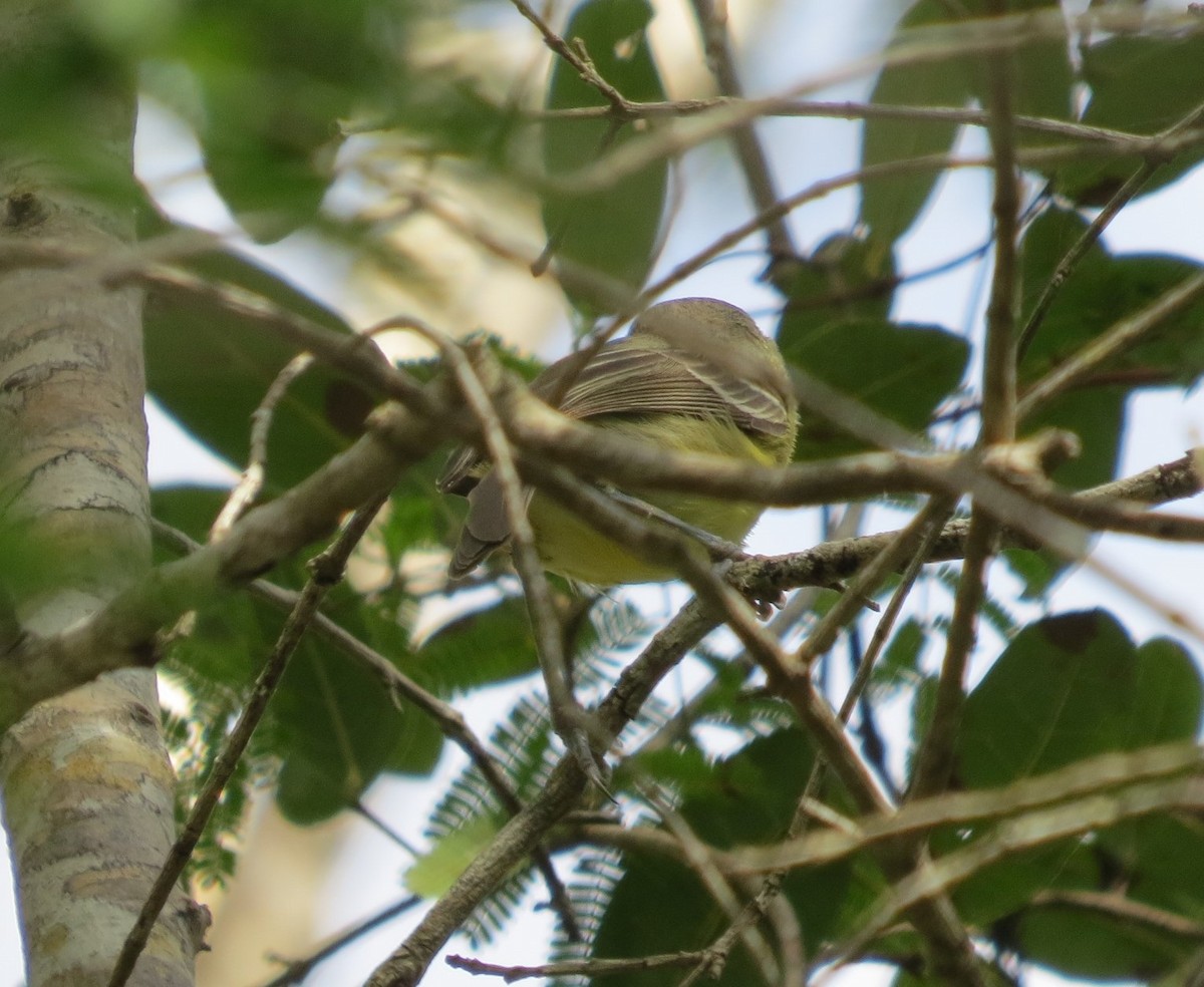 Cuban Vireo - ML349626561