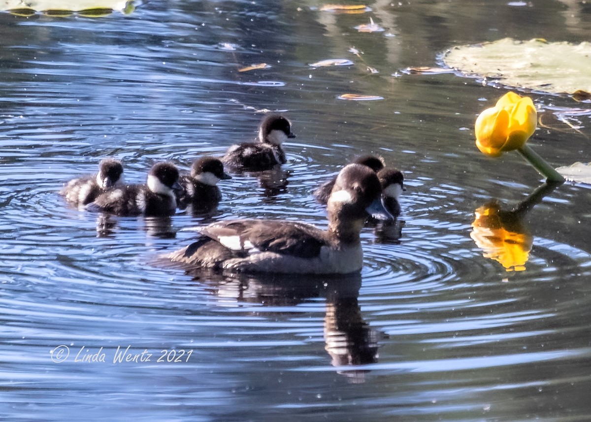 Bufflehead - ML349626891