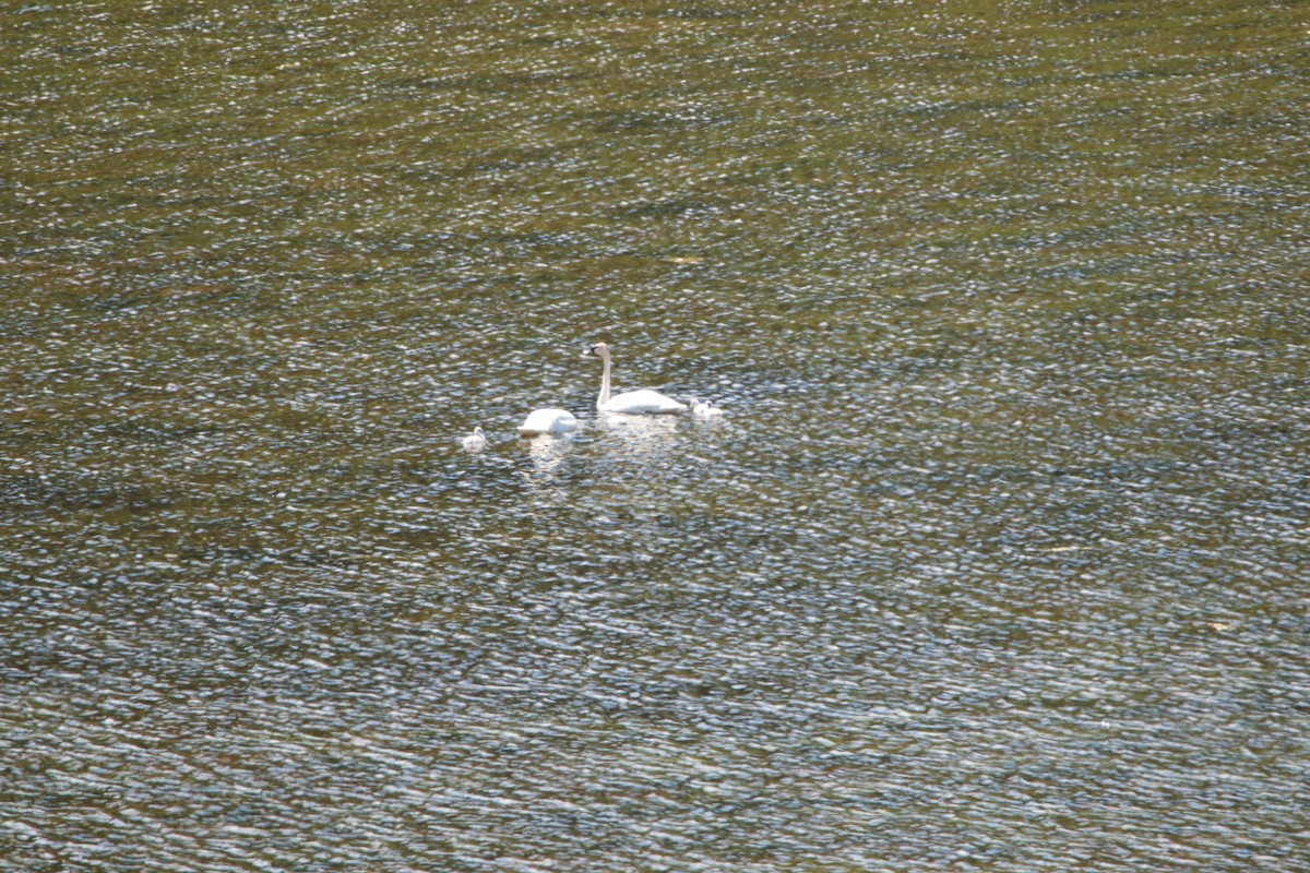 Trumpeter Swan - ML349627721