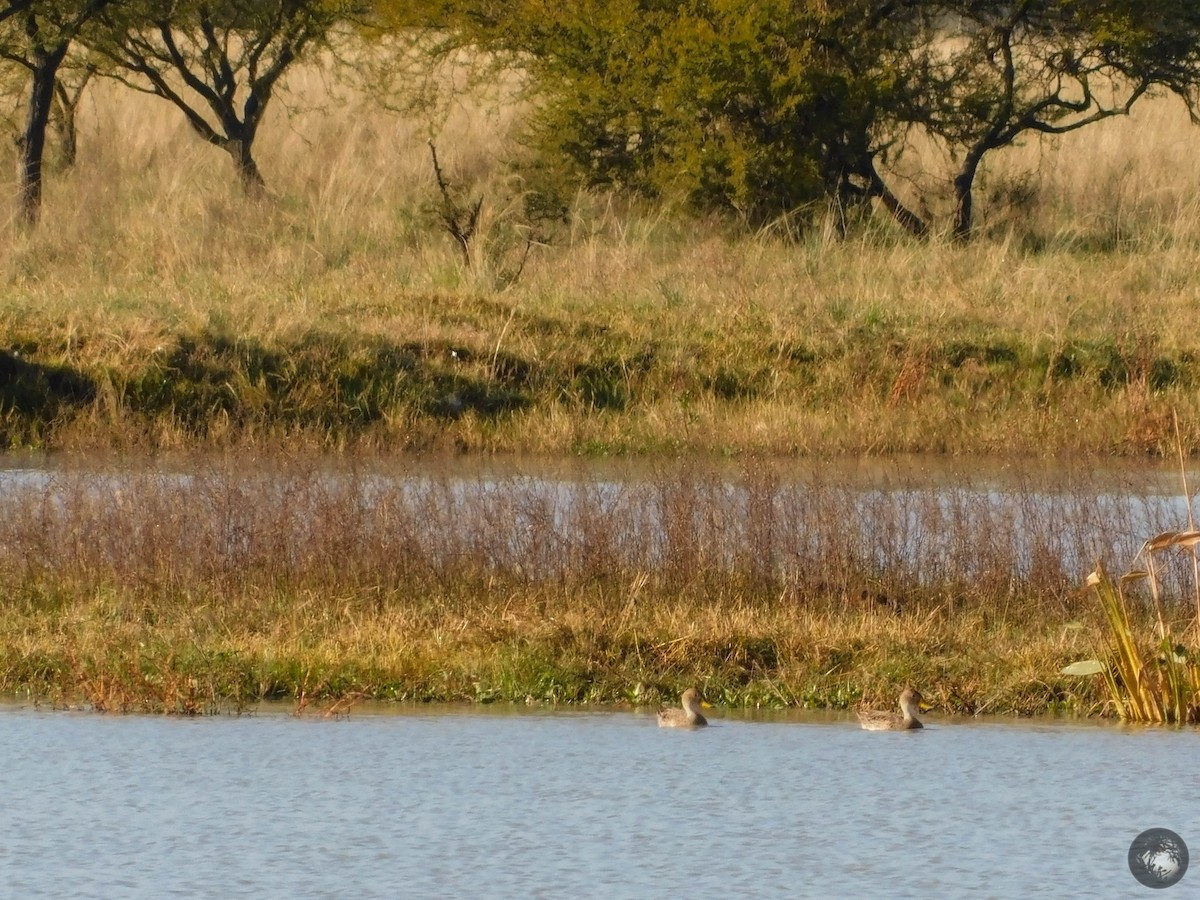 Yellow-billed Pintail - ML349628501