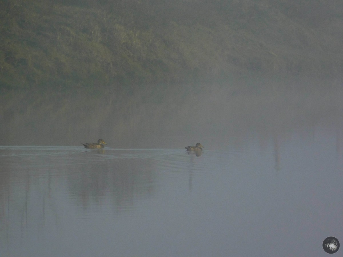 Yellow-billed Pintail - ML349628531