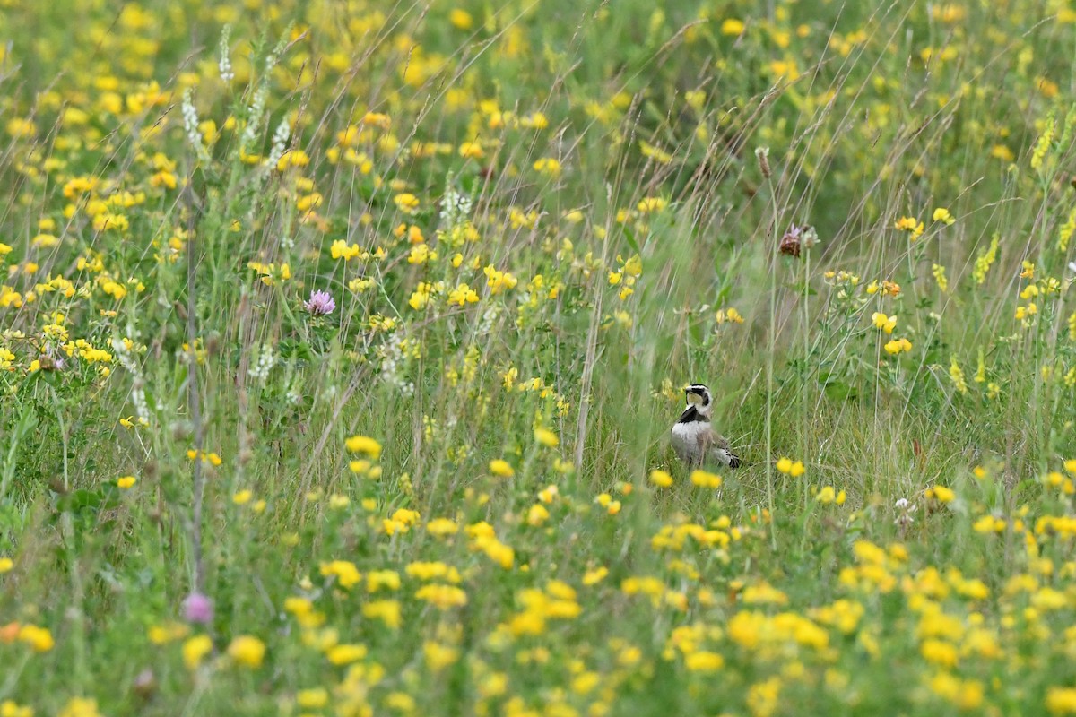 Horned Lark - ML349628641