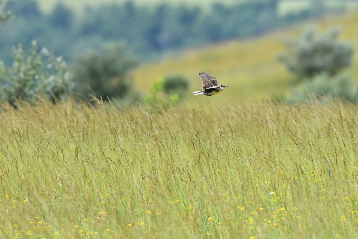 Eastern Meadowlark - ML349628751