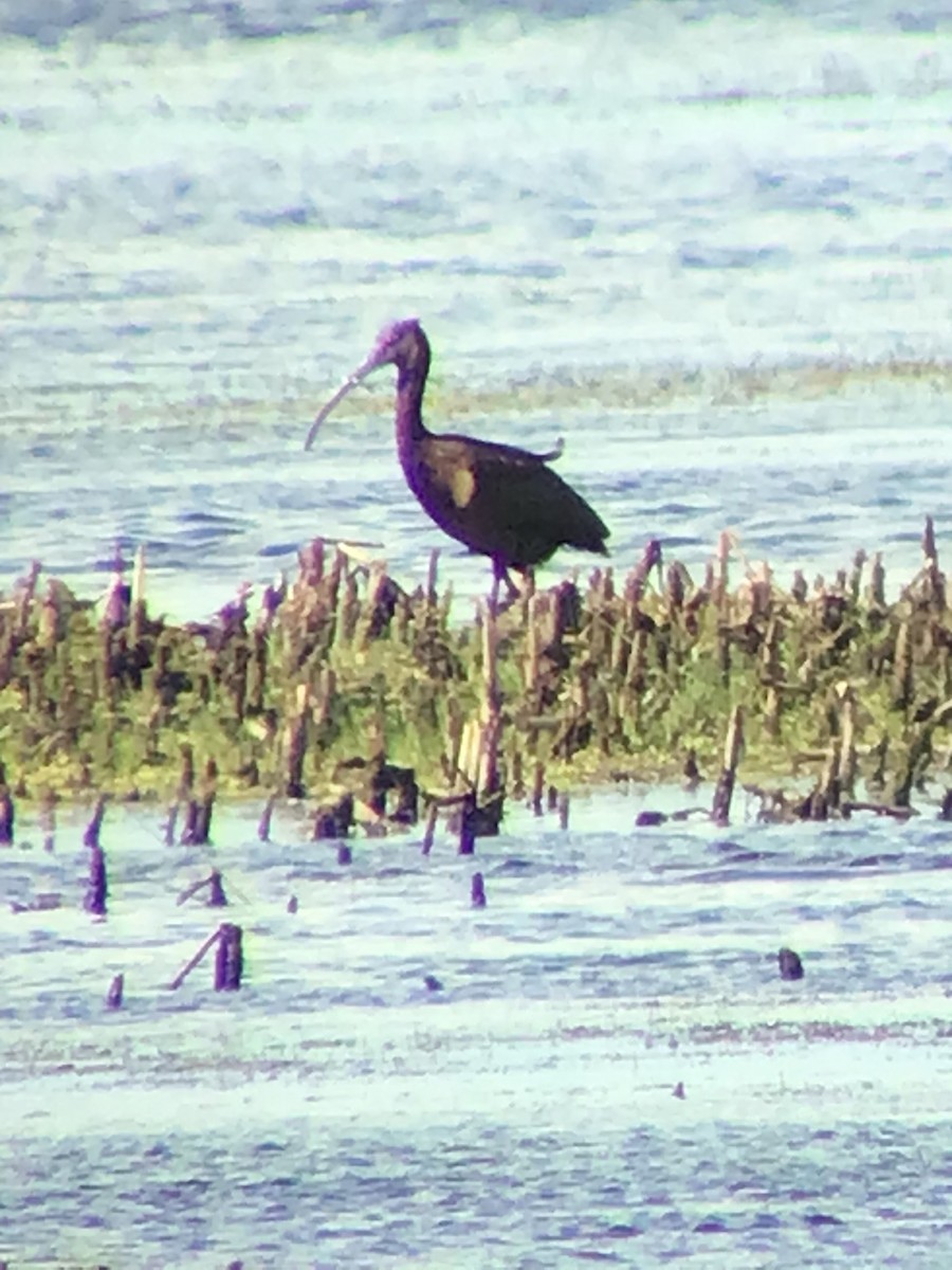 Glossy/White-faced Ibis - ML349628901