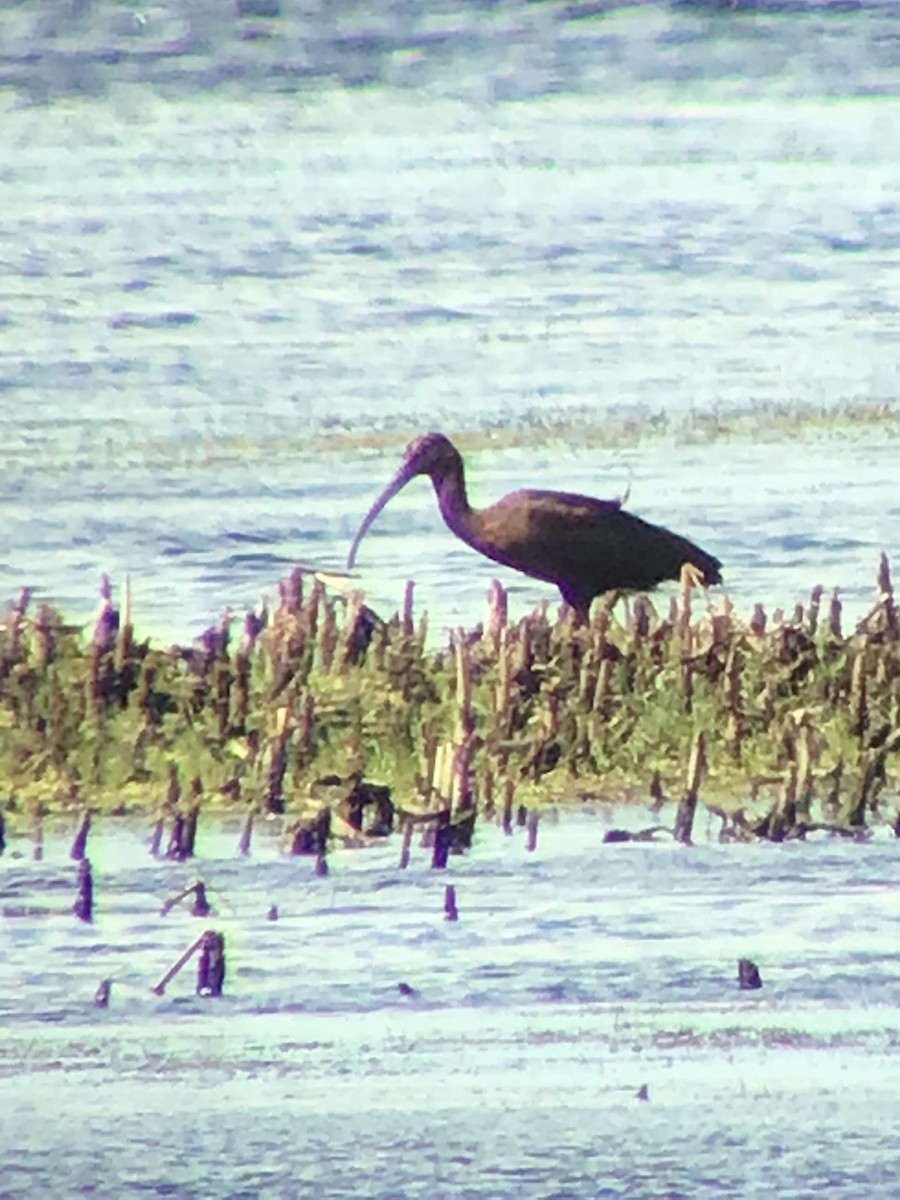 Glossy/White-faced Ibis - ML349628961