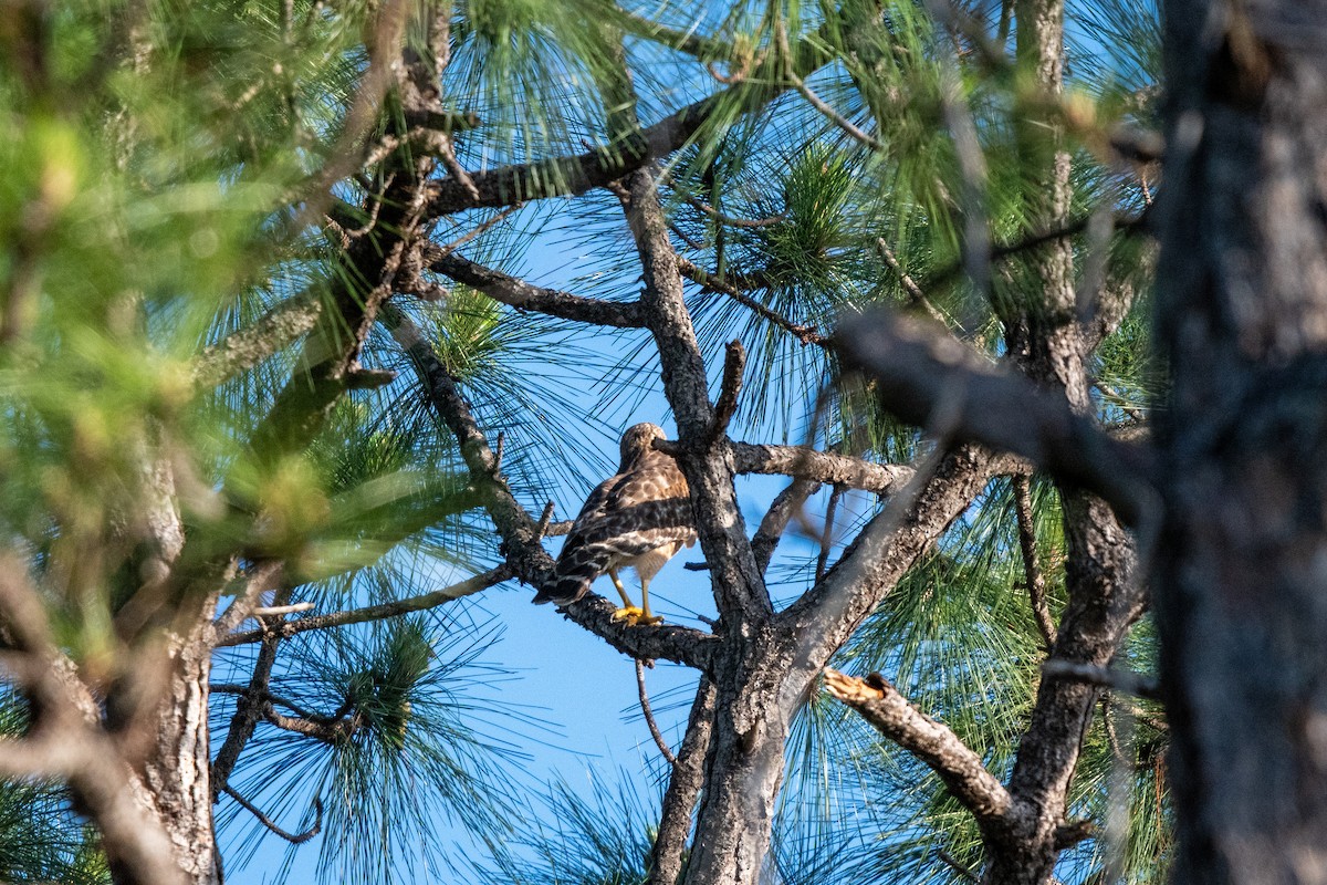 Red-shouldered Hawk - Lorraine Morecraft