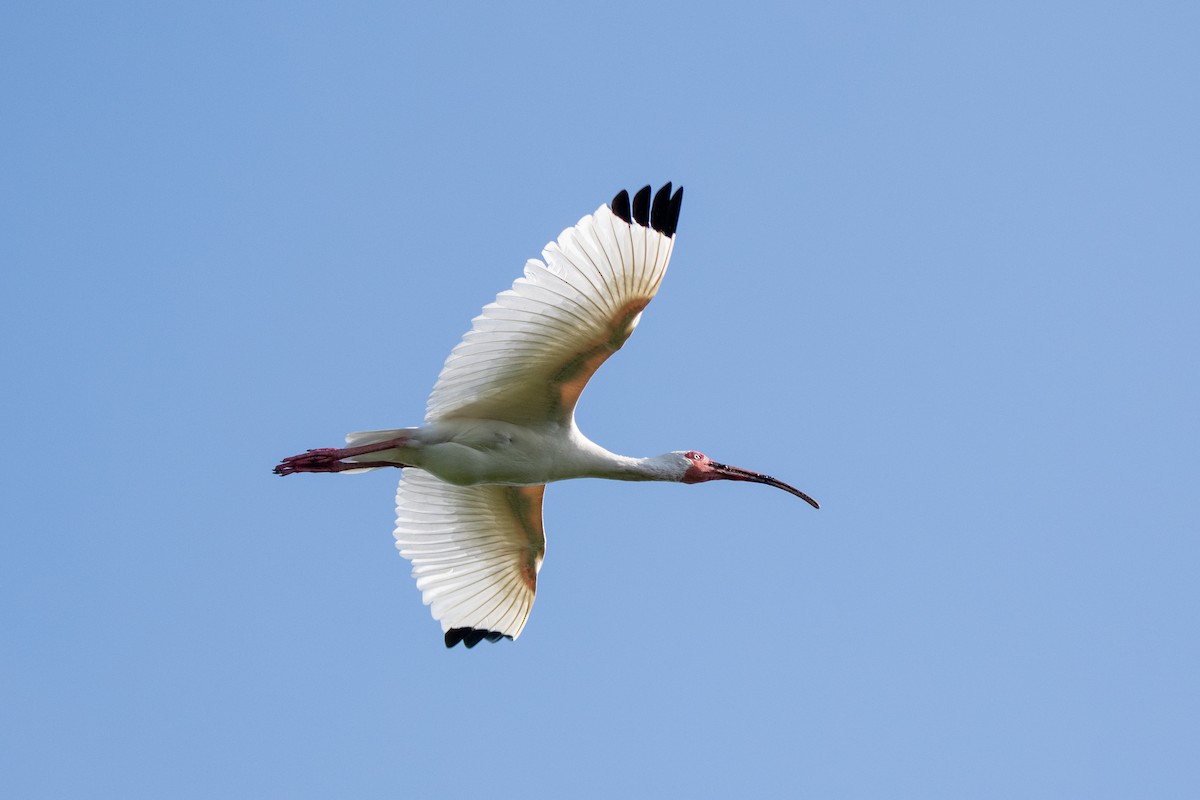 ibis bílý - ML349630391