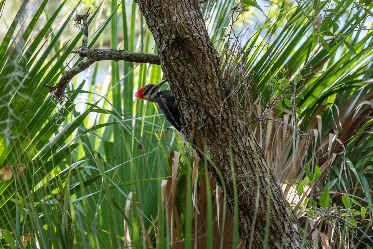 Pileated Woodpecker - Lorraine Morecraft