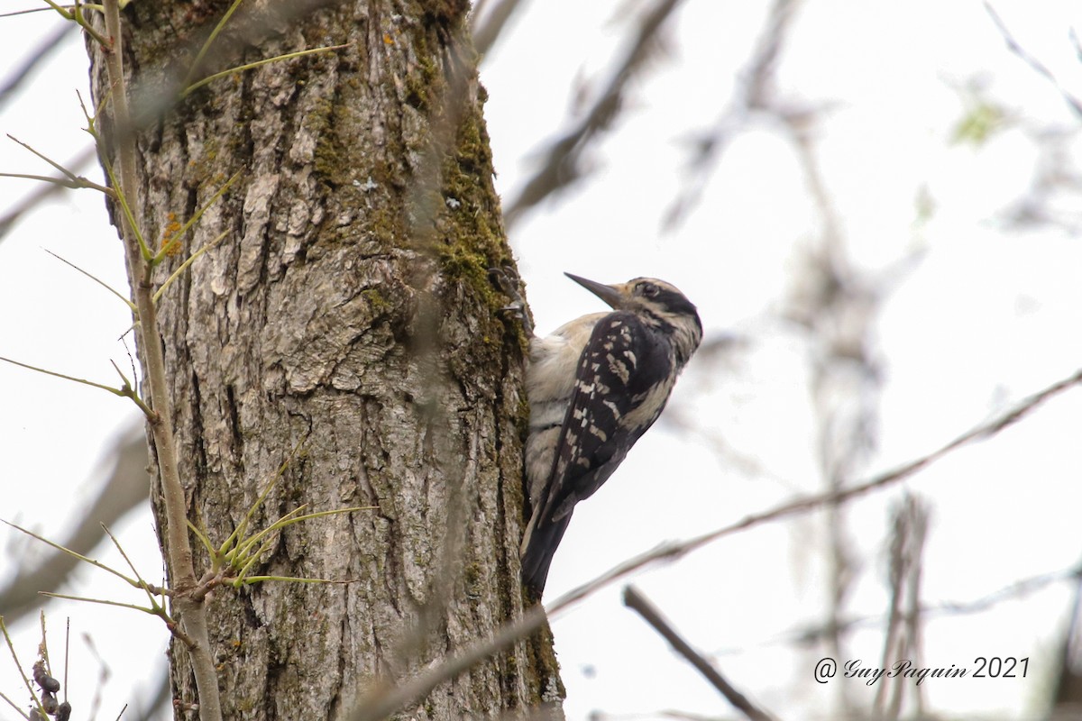 Hairy Woodpecker - ML349631021