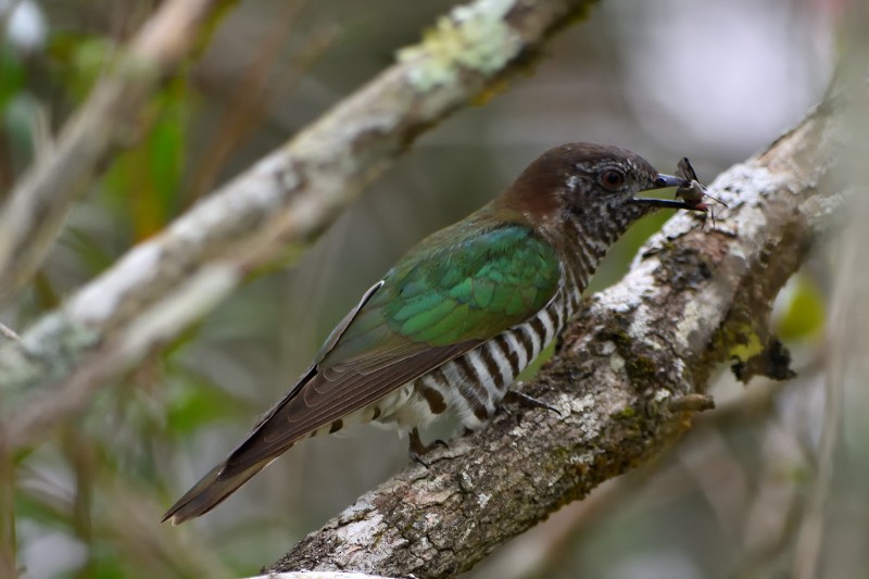 Cuclillo Broncíneo - ML34963161