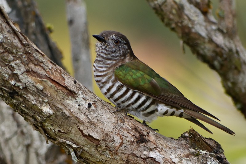 Cuclillo Broncíneo - ML34963181