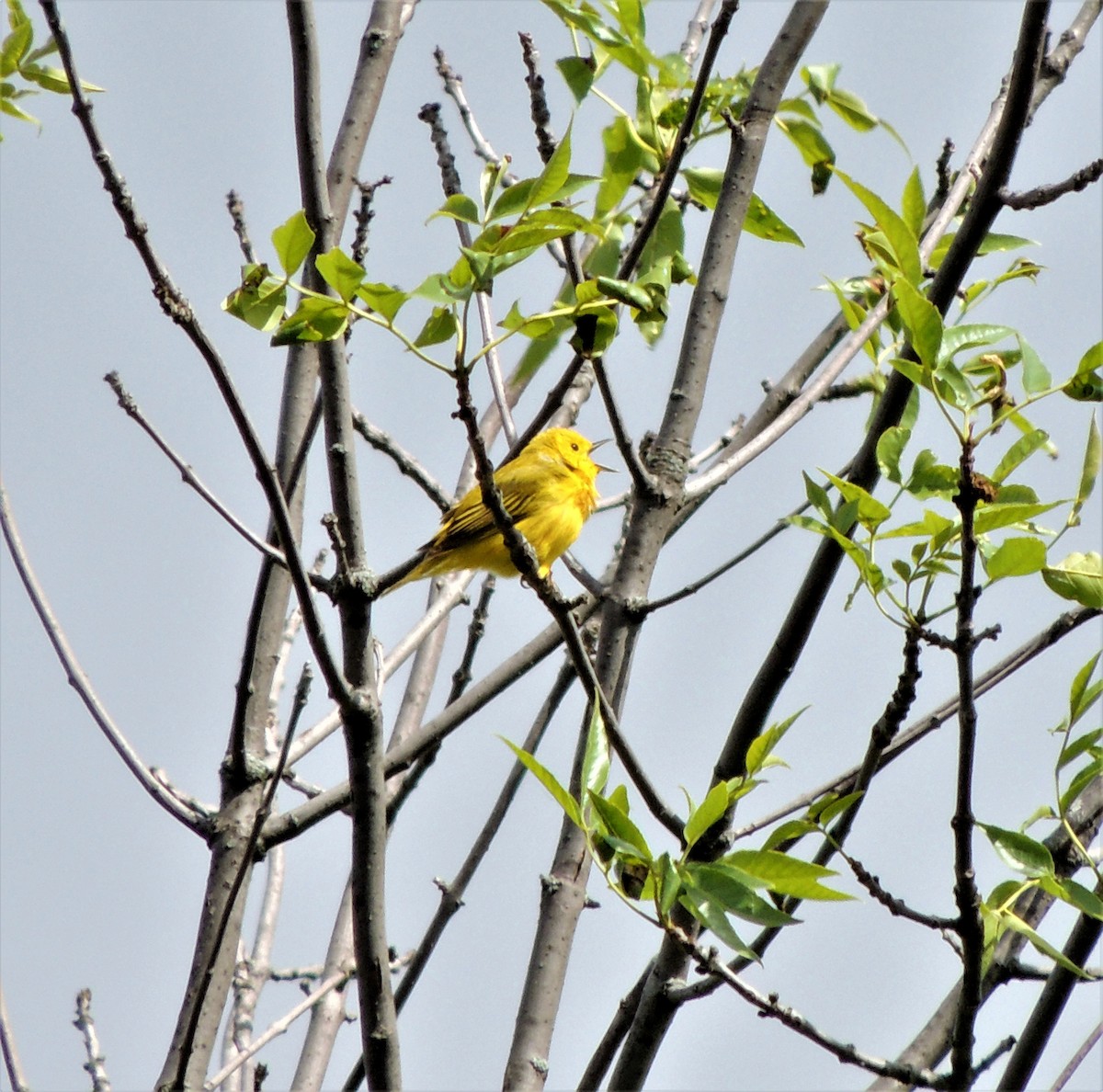 Yellow Warbler - ML349632101