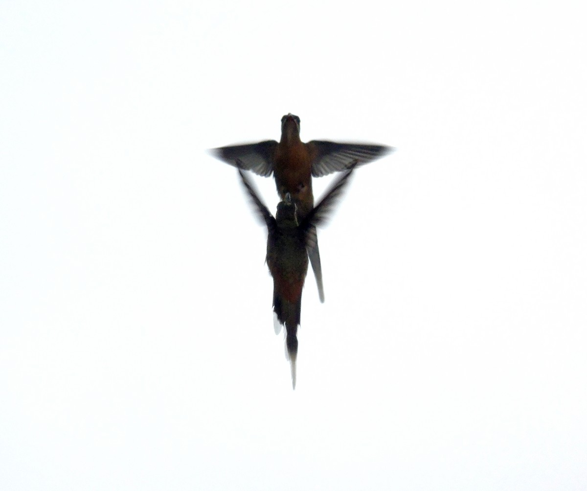 Солнечный колибри-отшельник - ML349632351