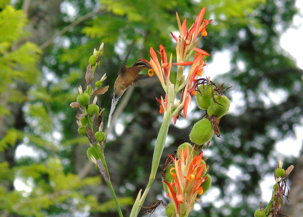 Planalto Hermit - ML349632591