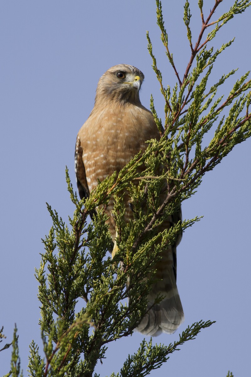 Red-shouldered Hawk (elegans) - ML349633241