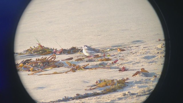 White Wagtail - ML349634361