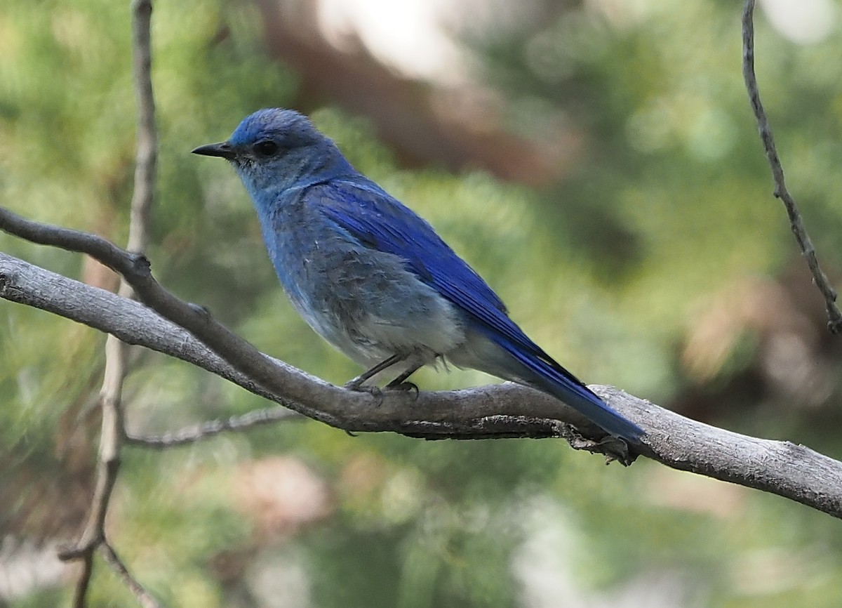 Mountain Bluebird - Aidan Brubaker