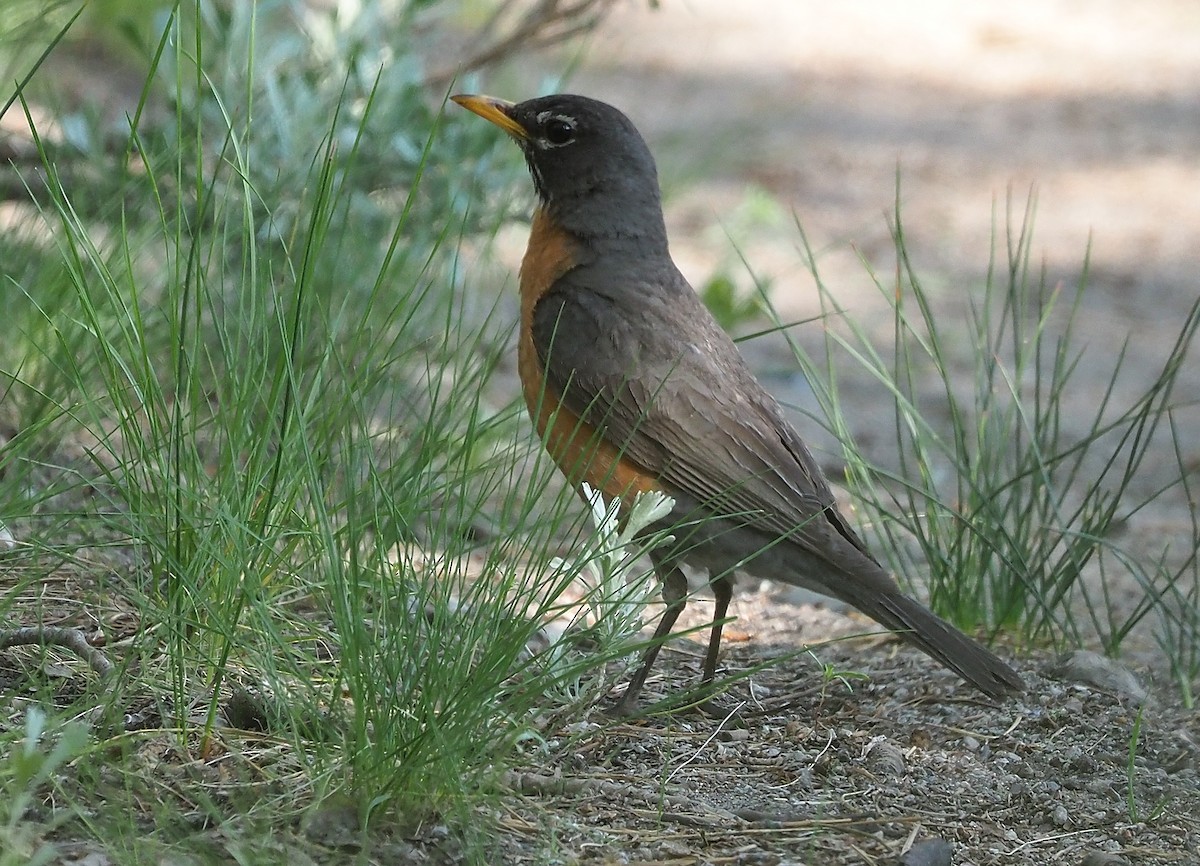 American Robin - ML349634831