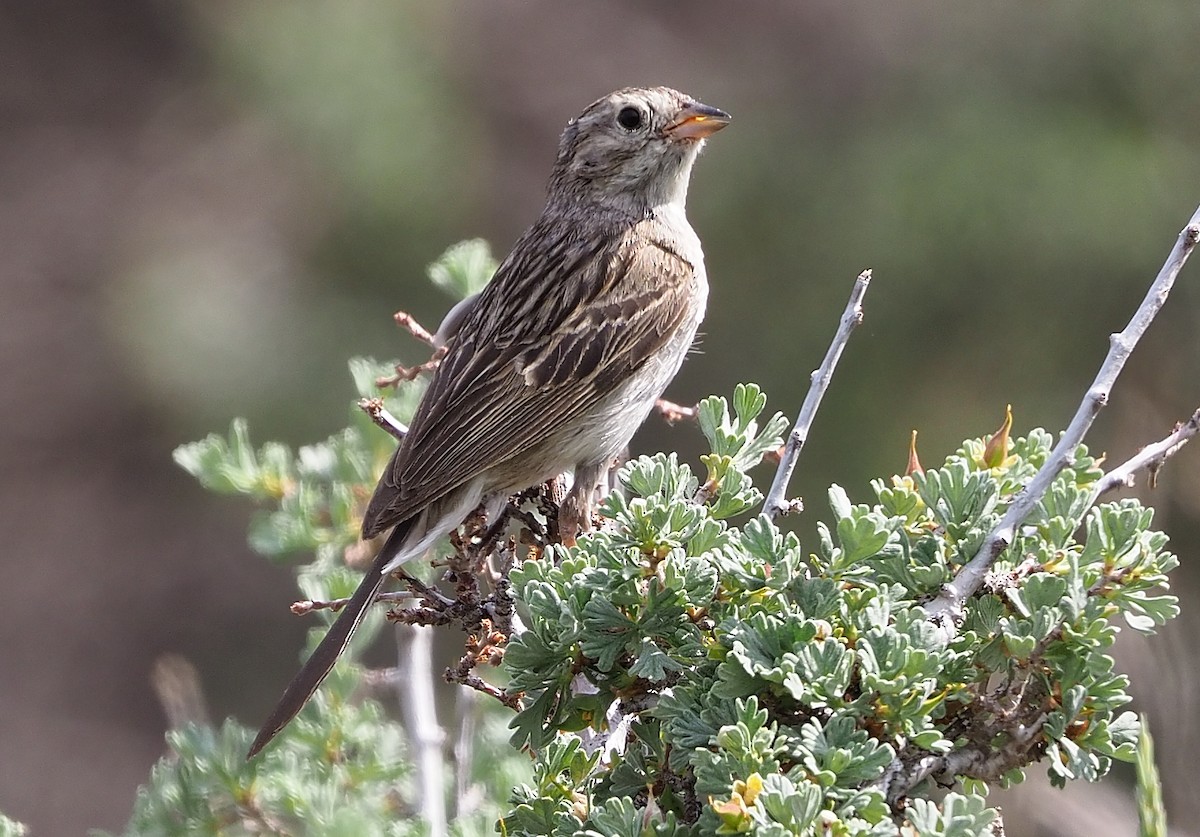 Brewer's Sparrow - ML349634861