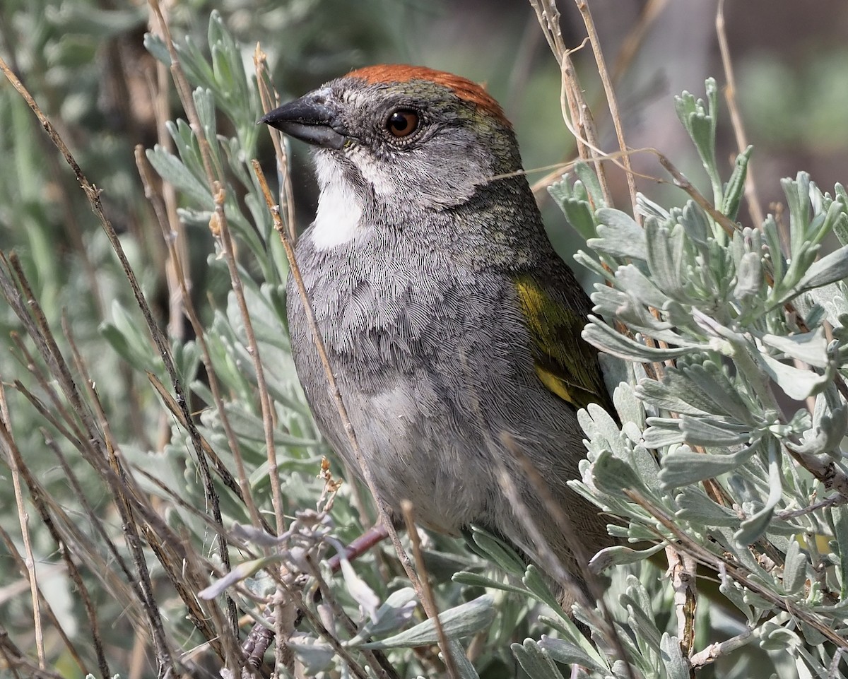 Green-tailed Towhee - ML349634961