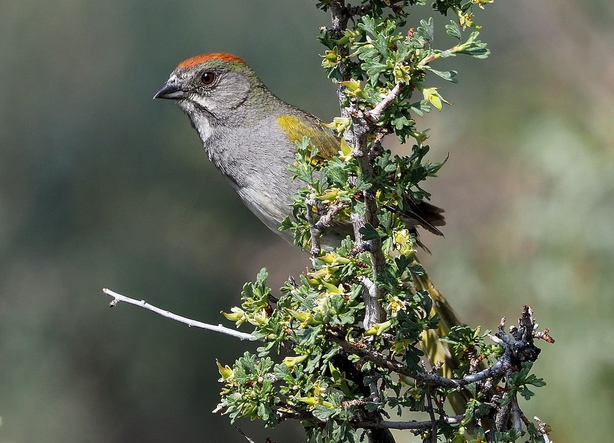 Green-tailed Towhee - ML349635011