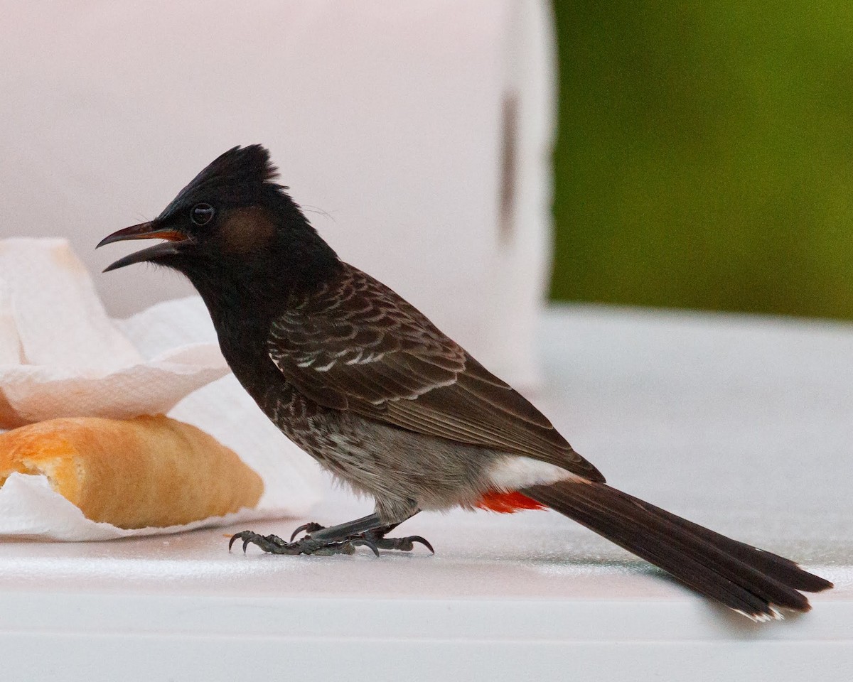 Red-vented Bulbul - Jeff Stacey