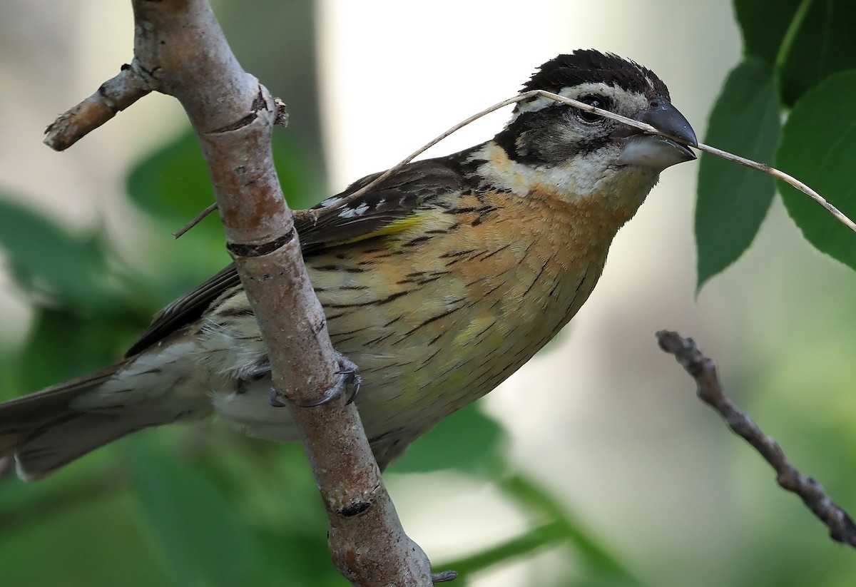 Black-headed Grosbeak - Aidan Brubaker