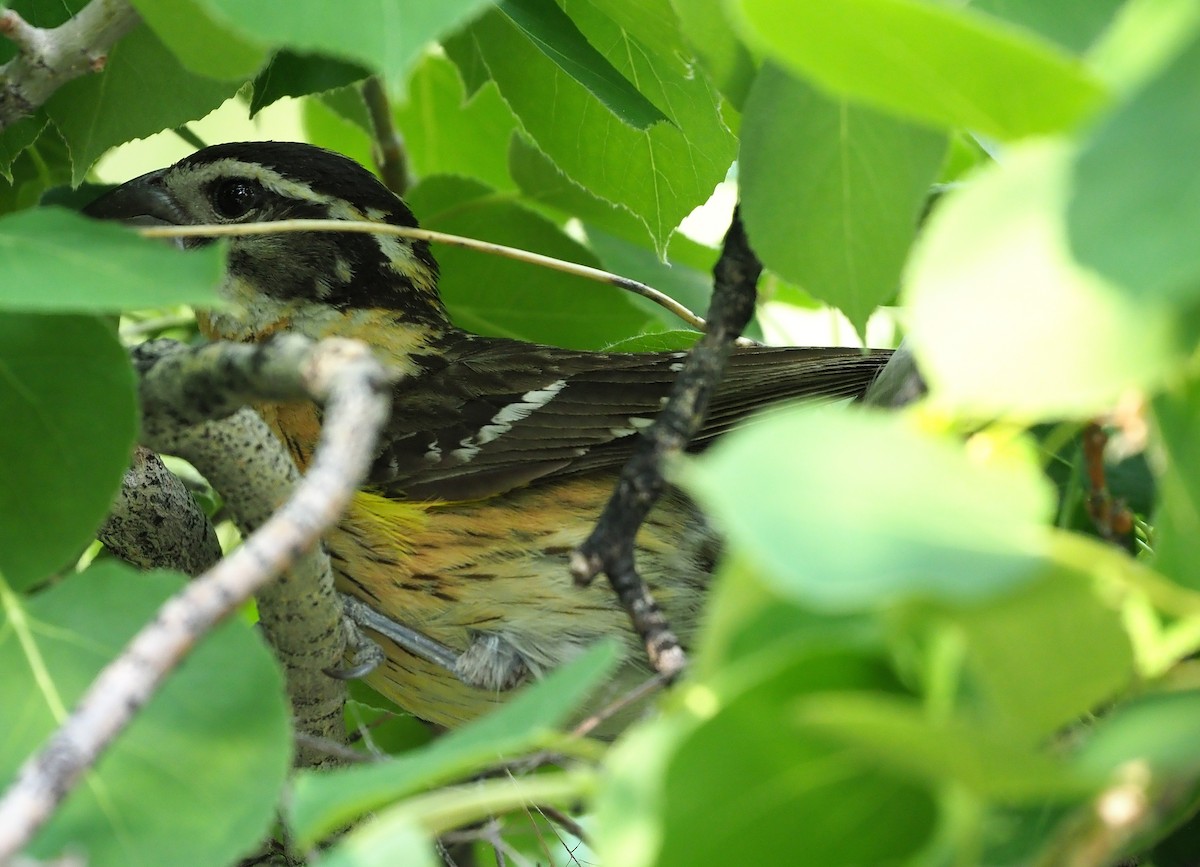 Black-headed Grosbeak - Aidan Brubaker