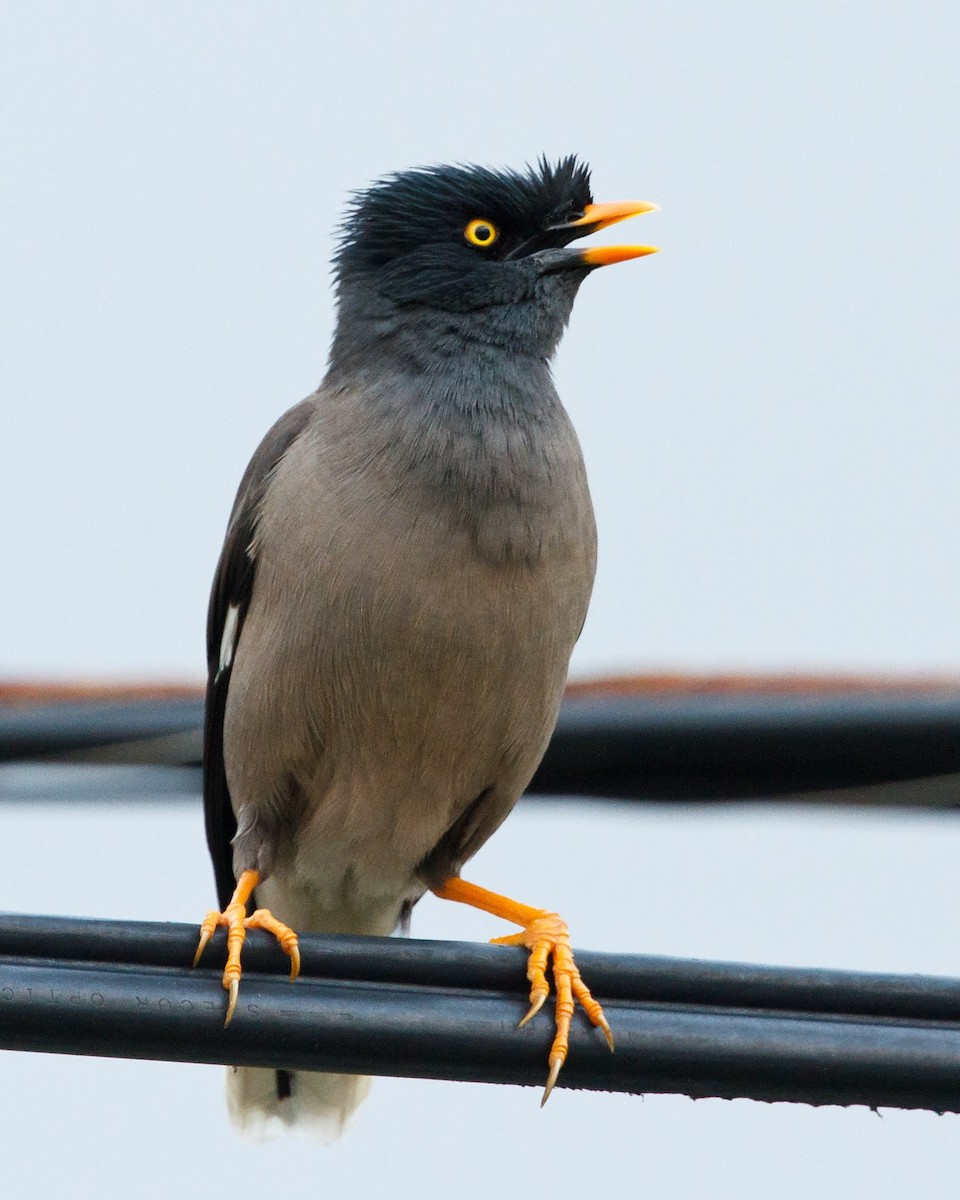 Jungle Myna - ML34963551