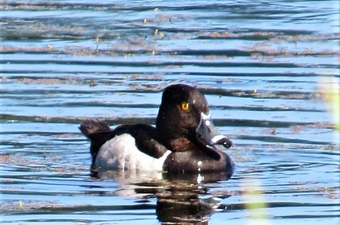 Ring-necked Duck - ML349635961