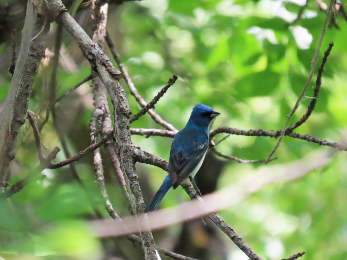 Lazuli/Indigo Bunting - ML349636101