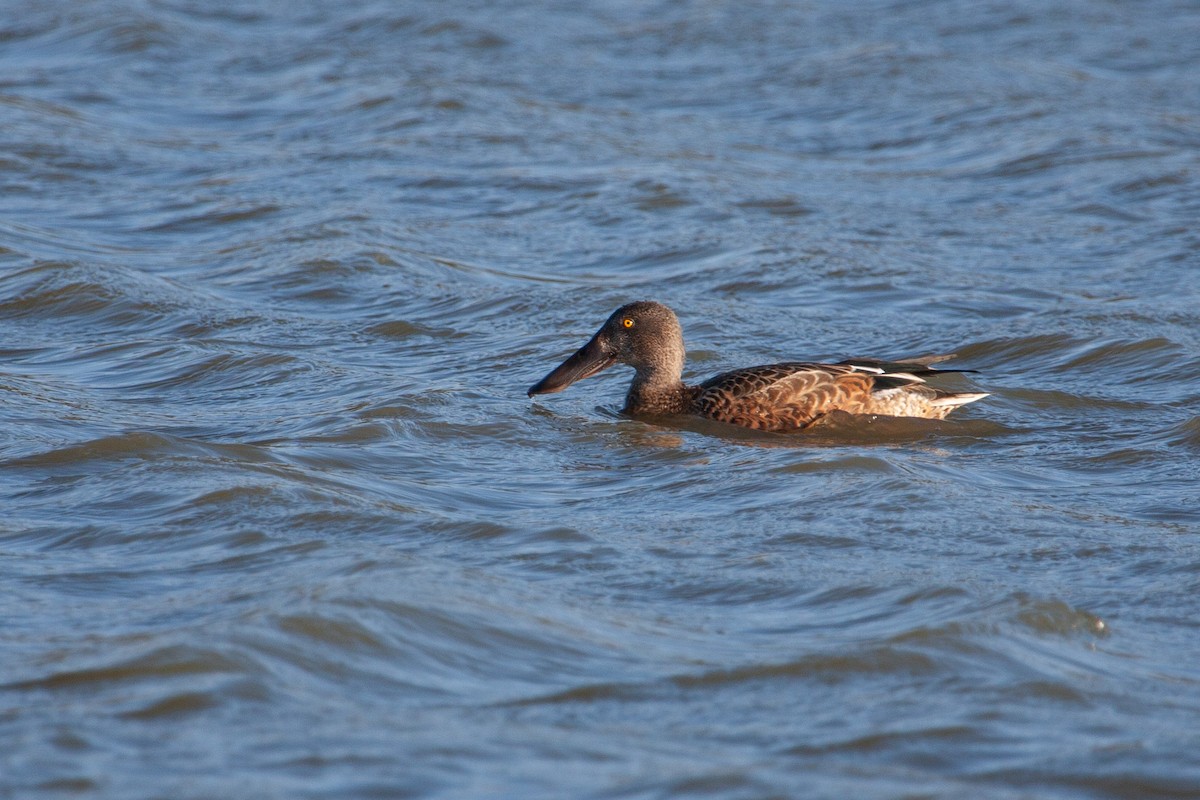 Northern Shoveler - ML349640741