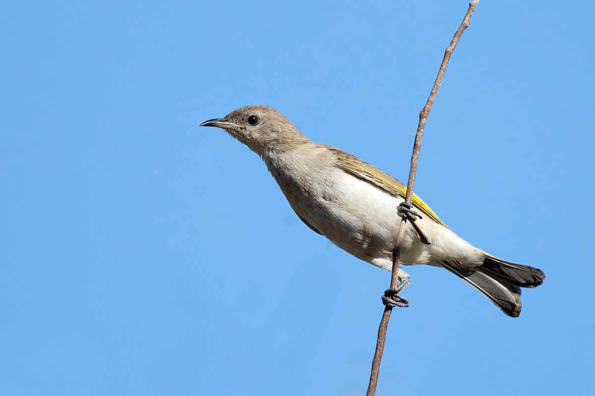 Rufous-throated Honeyeater - ML349643421