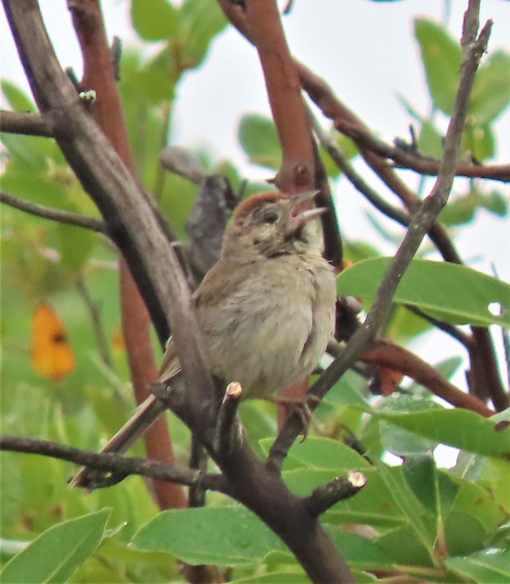 Rufous-crowned Sparrow - Chris Vance